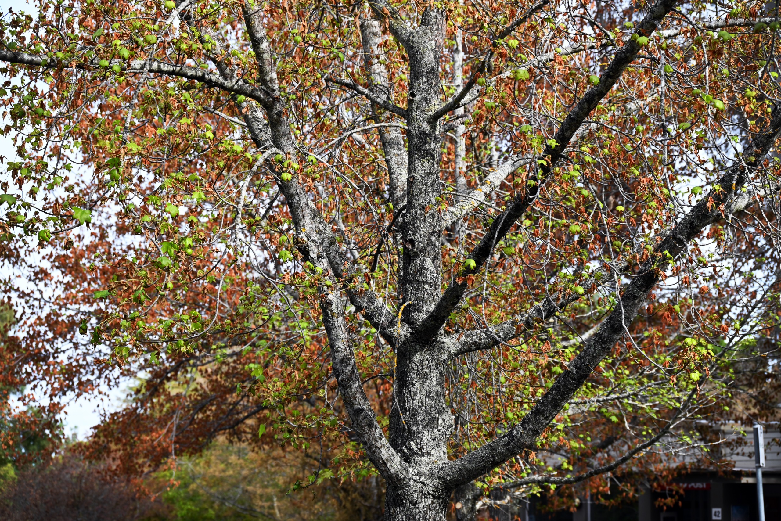 Tree Strategy Community Engagement | Adelaide Hills Engagement Hub