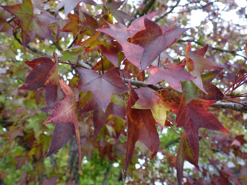 DSC02488.JPG