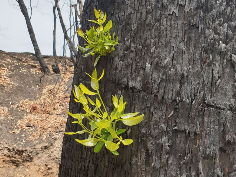 Bushfire Cudlee Creek Recovery 2020 January.jpg