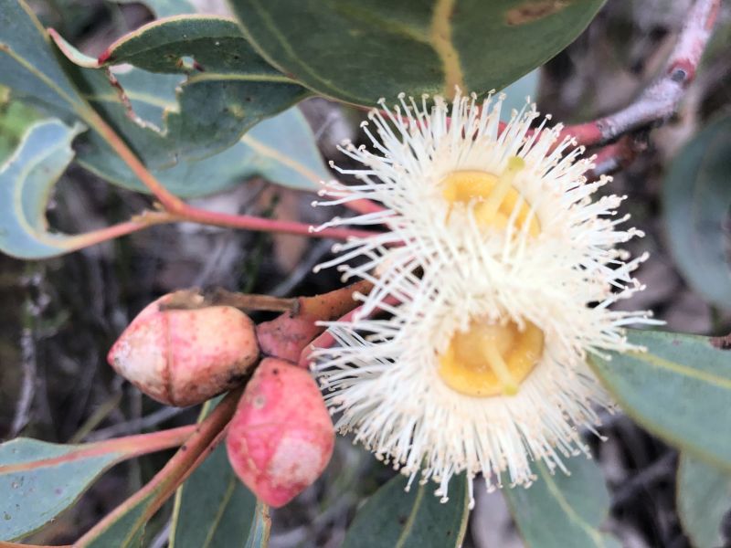 Trees Eucalyptus Cosmophylla Cup Gum.JPG