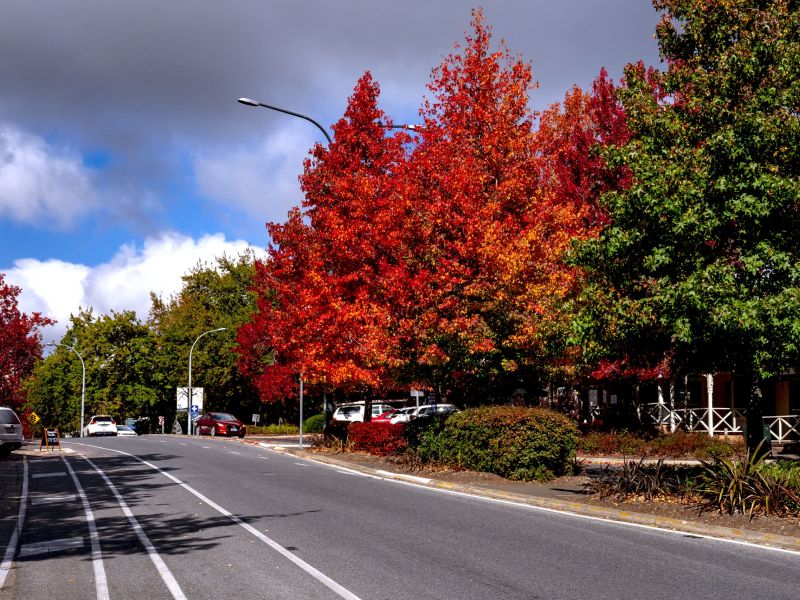 Stirling Town Autumn Main Street.jpg